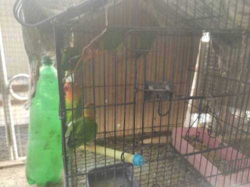 fisher 5 piece without cage