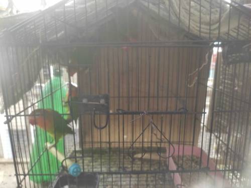 fisher 5 piece without cage
