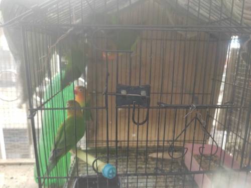 fisher 5 piece without cage