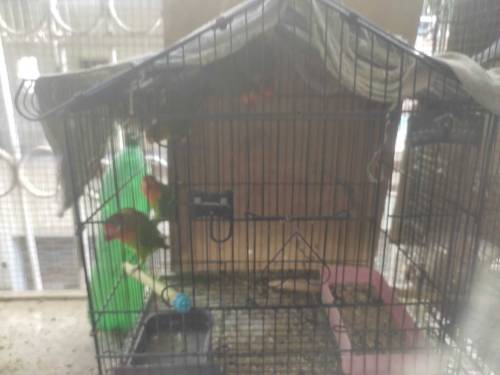 fisher 5 piece without cage