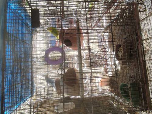 hogoromo pair with cage