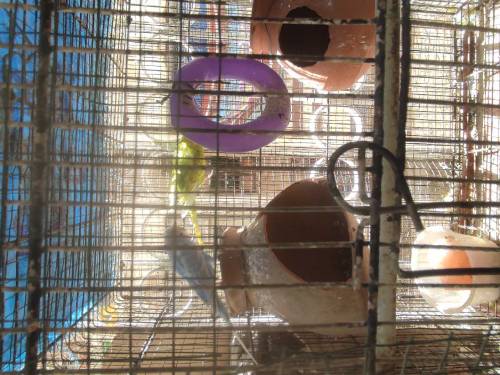 hogoromo pair with cage