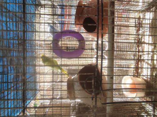 hogoromo pair with cage