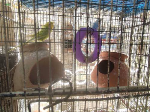 hogoromo pair with cage