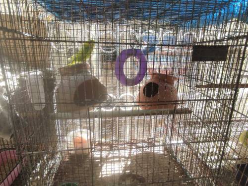 hogoromo pair with cage