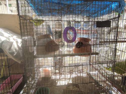 hogoromo pair with cage