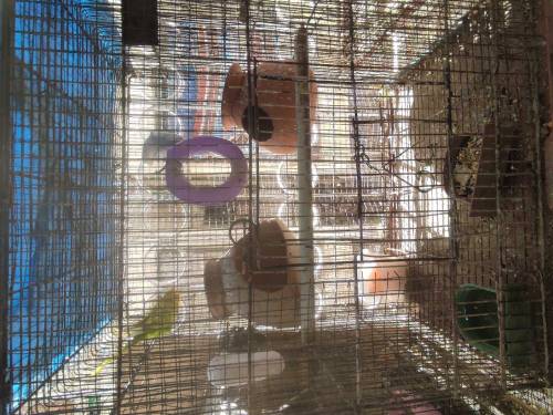 hogoromo pair with cage