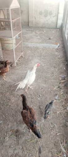 Aseel chicks 