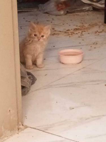 Persian kittens 