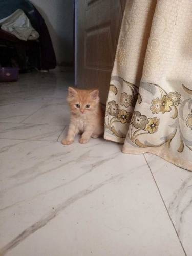 Persian kittens 