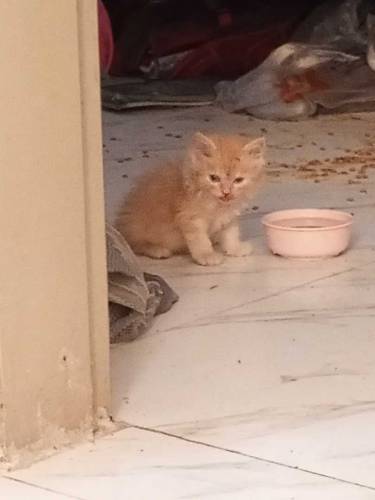 Persian kittens 