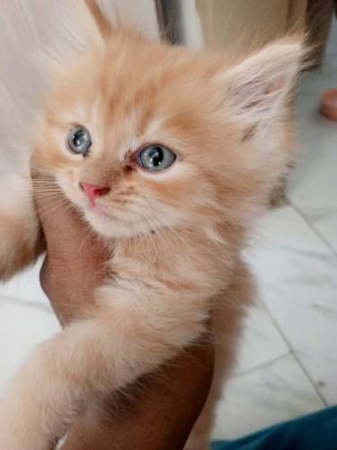 Persian kittens 