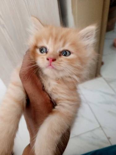 Persian kittens 