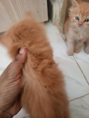 Persian kittens 