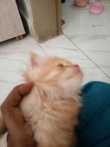 Persian kittens 