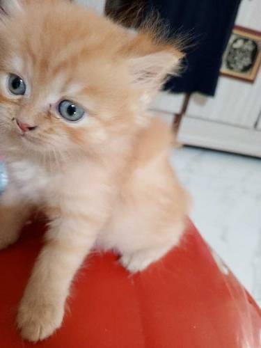 Persian kittens 