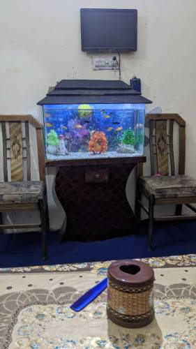 8 months used size 2.5 all setup with fishes 