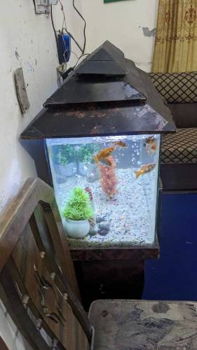 8 months used size 2.5 all setup with fishes 