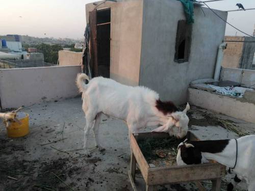 gulabi kapla