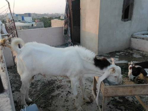 gulabi kapla bakra 