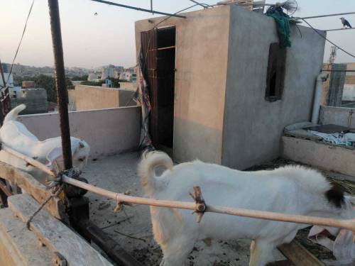 gulabi kapla bakra 