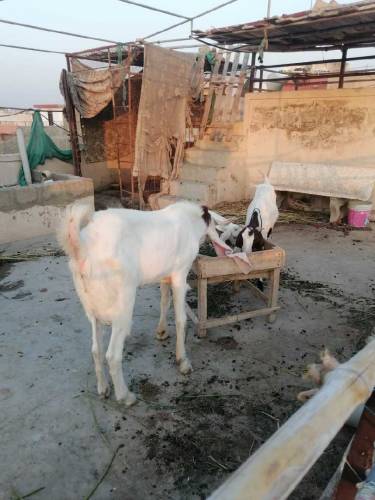 gulabi kapla bakra 