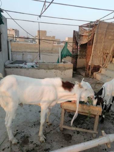 gulabi kapla bakra 
