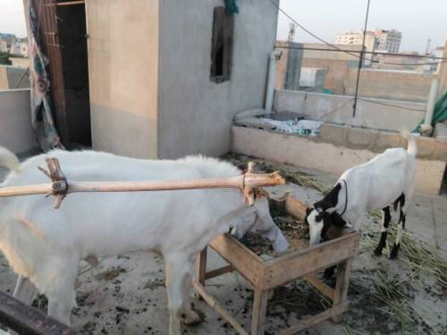 gulabi kapla bakra 