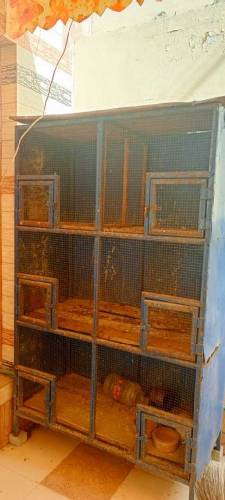 iron cage