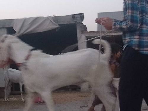 Rajan pori Anner goat  male for sale . beautiful active & healthy.2 da