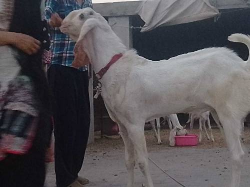 Rajan pori Anner goat  male for sale . beautiful active & healthy.2 da