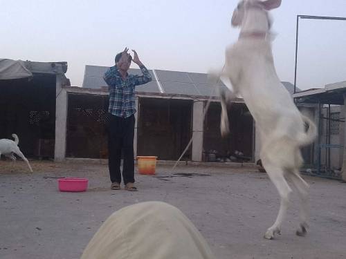 Rajan pori Anner goat  male for sale . beautiful active & healthy.2 da