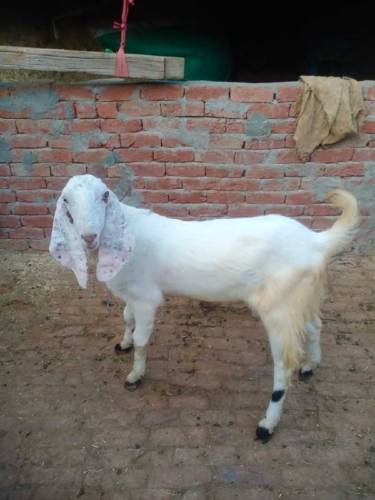 Qurbani kaliay Bakra