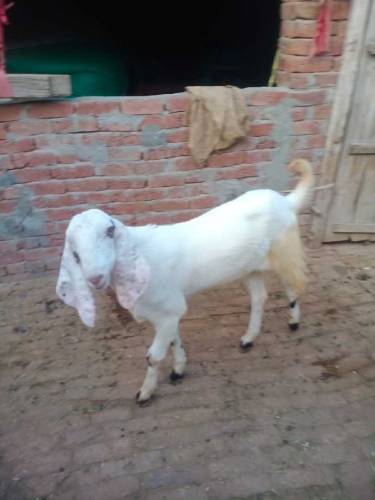 Qurbani kaliay Bakra