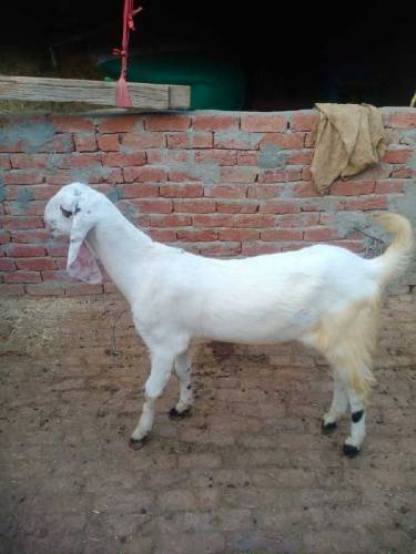 Qurbani kaliay Bakra