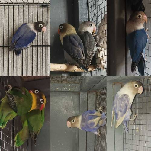 Love Birds