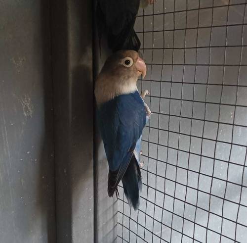 Love Birds