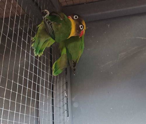 Love Birds