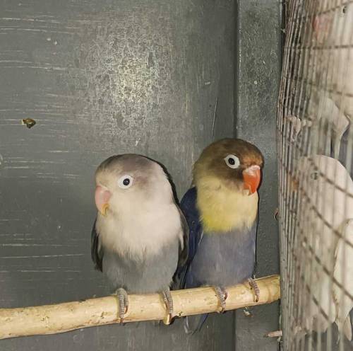 Love Birds