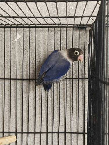 Love Birds