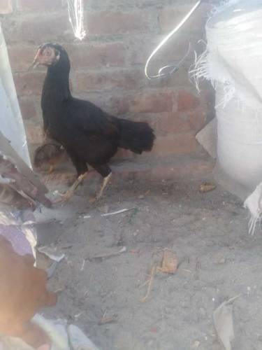 7000 final price ha ya aseel morgi or is ka bacha fo sale ha ya 3 bach