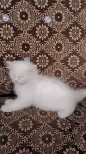 Femalee Female kitten triple corted hethy and full active age 55 days