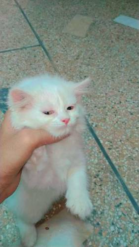 Femalee Female kitten triple corted hethy and full active age 55 days