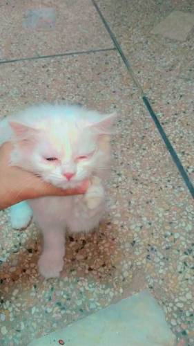 Femalee Female kitten triple corted hethy and full active age 55 days