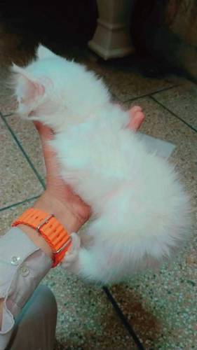 Femalee Female kitten triple corted hethy and full active age 55 days