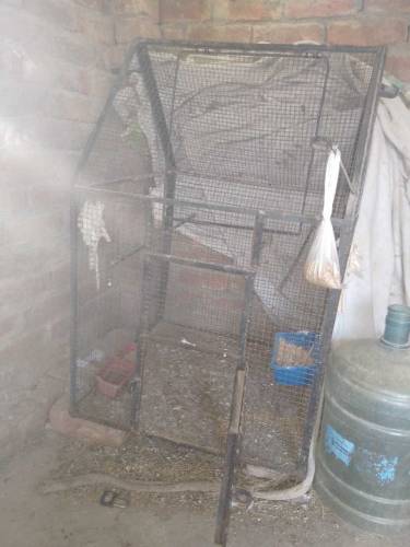 Iron cage for small birds colony 