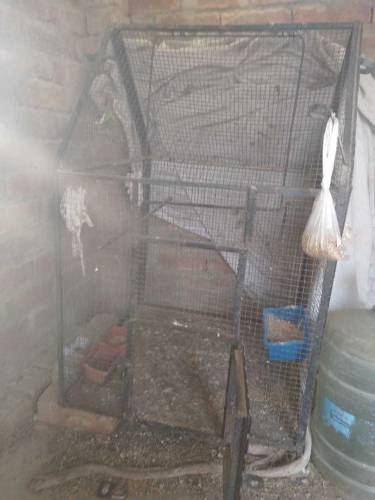 Iron cage for small birds colony 