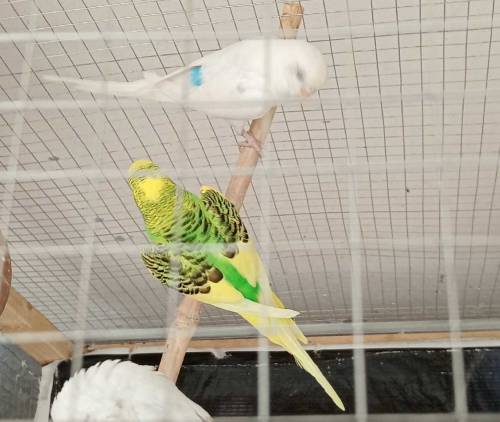 Australian parrots breeder pair