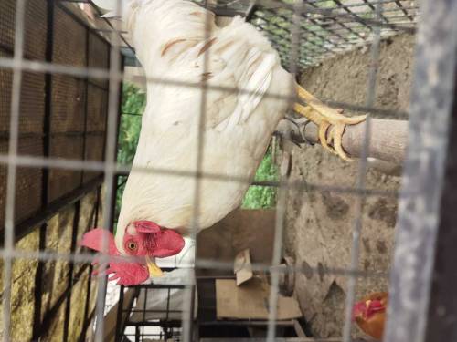 Desi murghaa