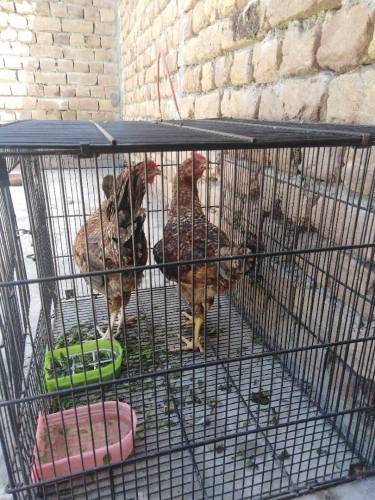 Golden Hens